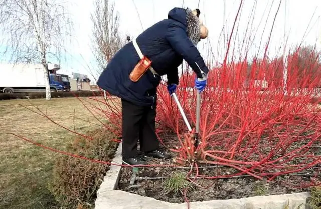 Propagation of deren by cuttings in spring, planting and care