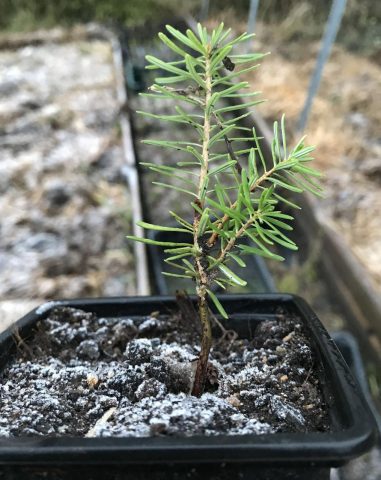 Propagation of fir cuttings at home