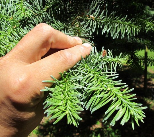 Propagation of fir cuttings at home