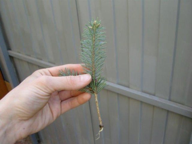 Propagation of fir cuttings at home