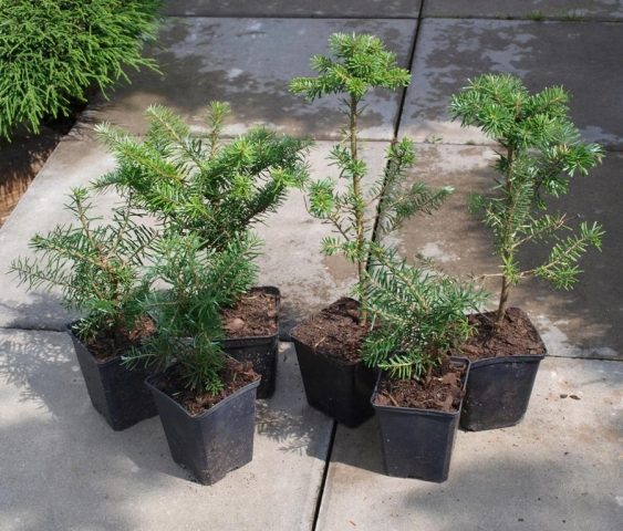 Propagation of fir cuttings at home