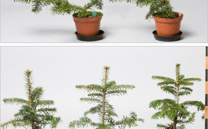 Propagation of fir cuttings at home