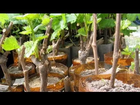 Propagation of grapes by cuttings at home: in autumn, winter or summer