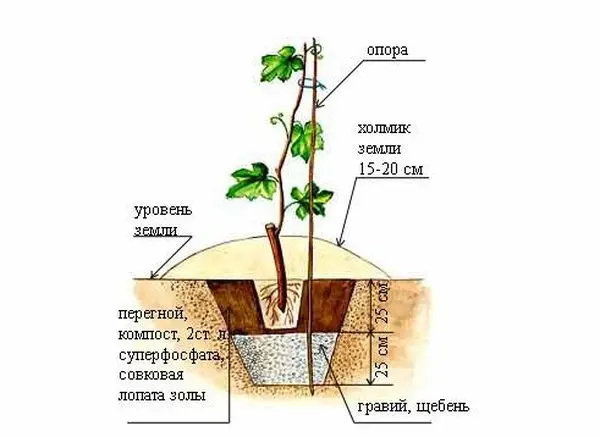 Propagation of grapes by cuttings at home: in autumn, winter or summer