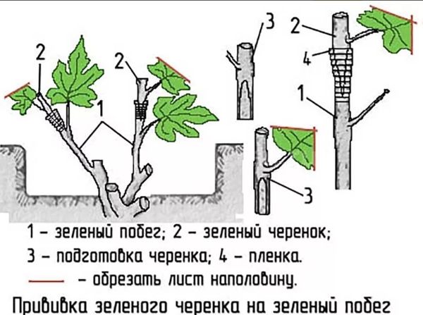 Propagation of grapes by cuttings at home: in autumn, winter or summer