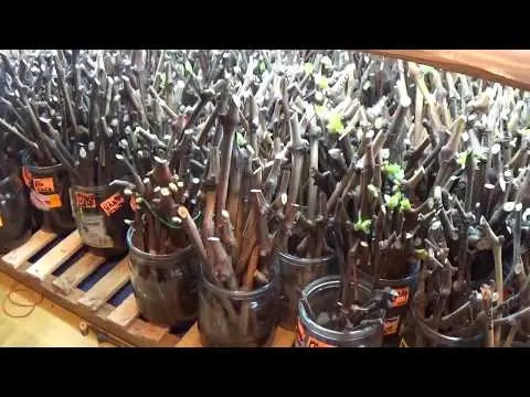 Propagation of grapes by cuttings in autumn