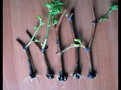 Propagation of grapes by cuttings in autumn