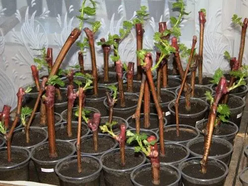 Propagation of grapes by cuttings in autumn