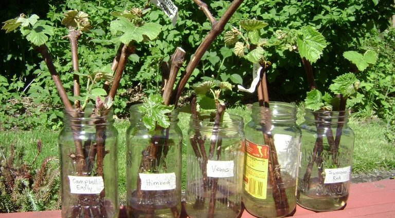 Propagation of grapes by cuttings in autumn