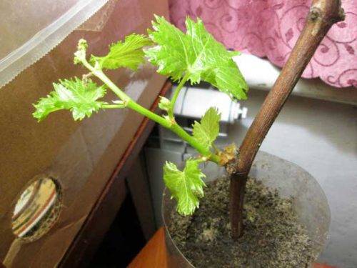 Propagation of grapes by cuttings in autumn