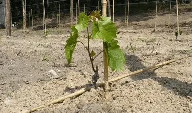 Propagation of grapes by cuttings in autumn