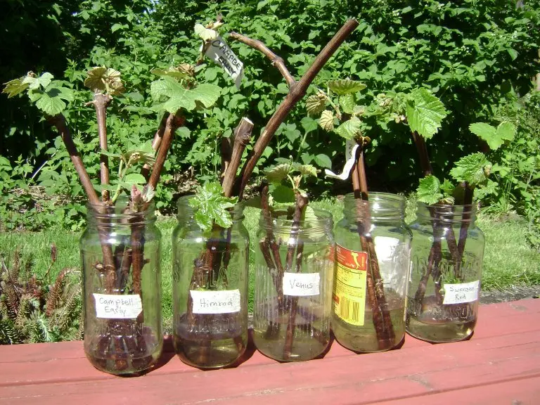 Propagation of grapes by cuttings in autumn