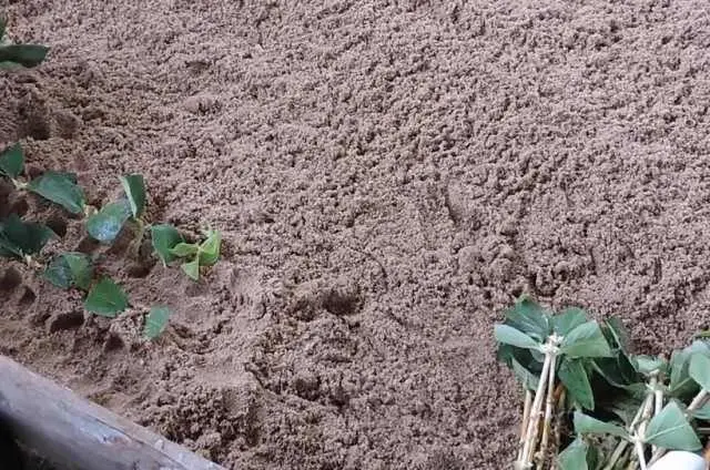 Propagation of honeysuckle by cuttings: in summer, spring and autumn