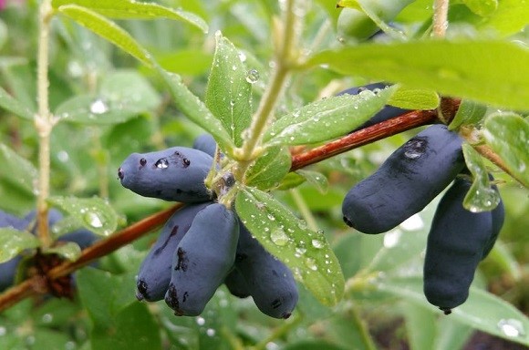 Propagation of honeysuckle by cuttings: in summer, spring and autumn