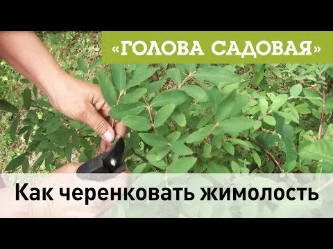 Propagation of honeysuckle by cuttings: in summer, spring and autumn