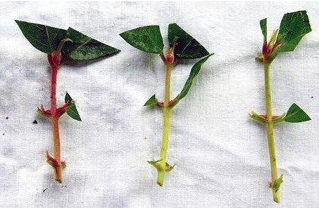 Propagation of honeysuckle by cuttings: in summer, spring and autumn