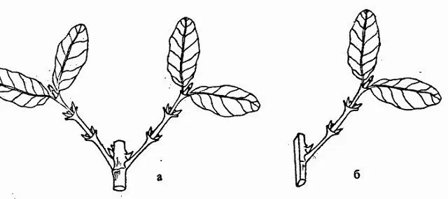 Propagation of honeysuckle by cuttings: in summer, spring and autumn