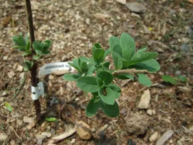 Propagation of honeysuckle by cuttings: in summer, spring and autumn