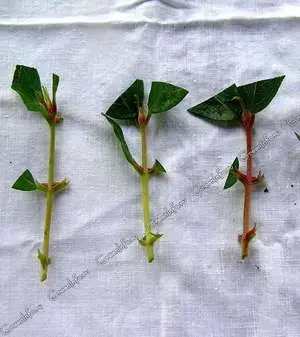 Propagation of honeysuckle by cuttings: in summer, spring and autumn