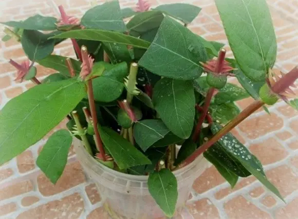 Propagation of honeysuckle by cuttings: in summer, spring and autumn