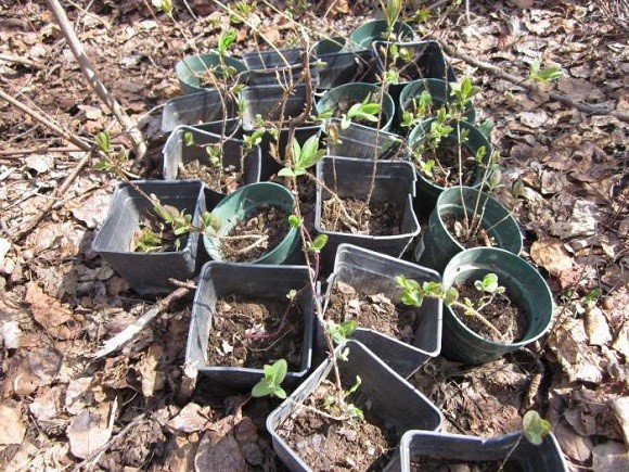 Propagation of honeysuckle by cuttings: in summer, spring and autumn