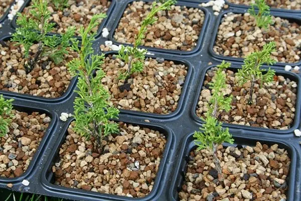 Propagation of juniper by cuttings at home