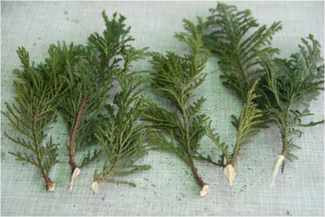 Propagation of juniper by cuttings at home