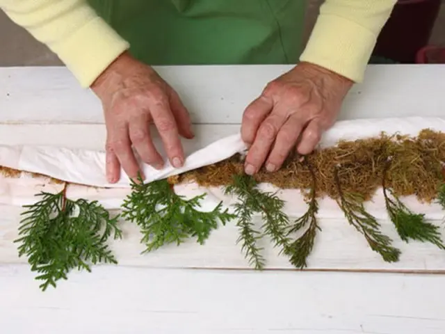 Propagation of juniper by cuttings at home