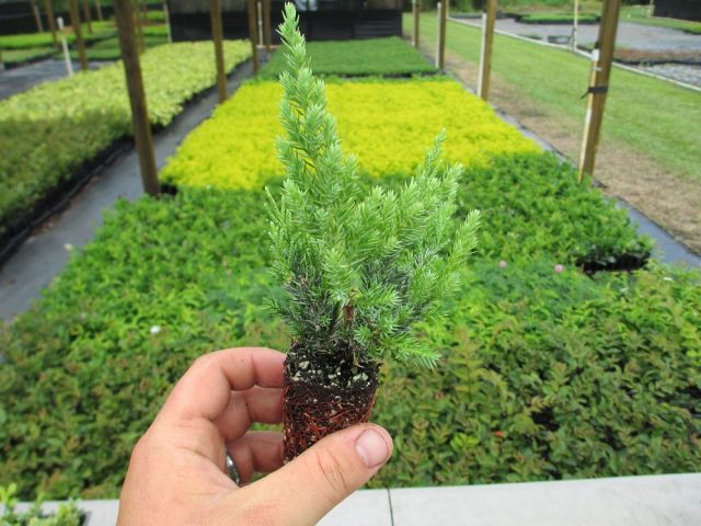 Propagation of juniper by cuttings at home