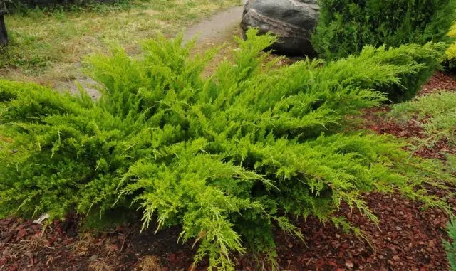 Propagation of juniper by cuttings at home