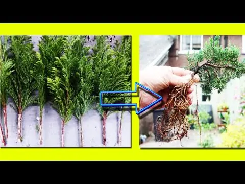 Propagation of juniper by cuttings at home