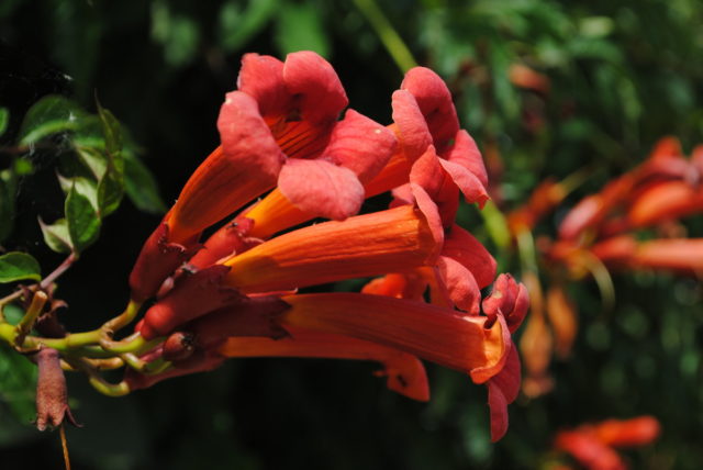 Propagation of Kampsis cuttings, seeds