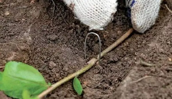 Propagation of plums by root shoots