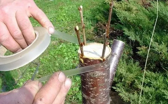 Propagation of plums by root shoots