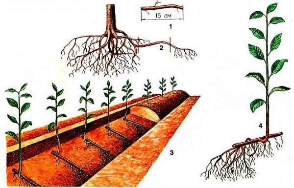 Propagation of plums by root shoots