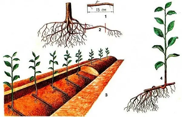 Propagation of plums by root shoots