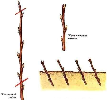 Propagation of plums by root shoots