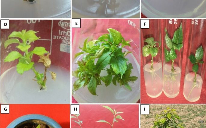 Propagation of plums by root shoots