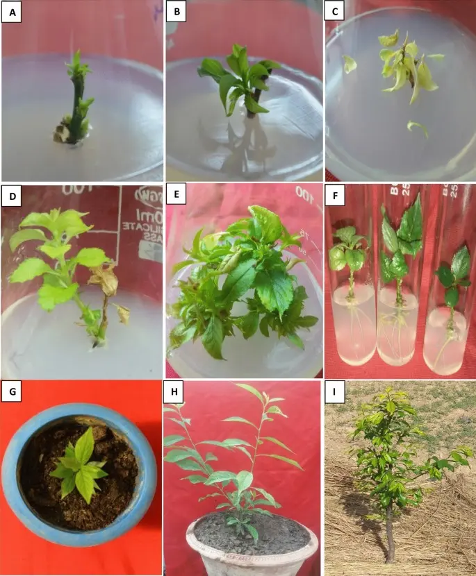 Propagation of plums by root shoots