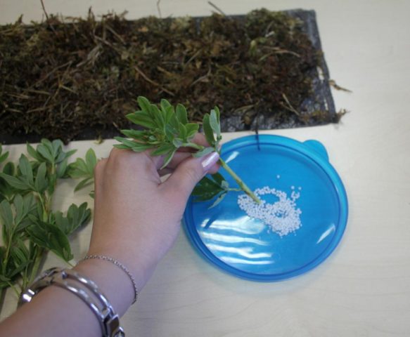 Propagation of Potentilla (Kuril tea): cuttings, layering, seeds