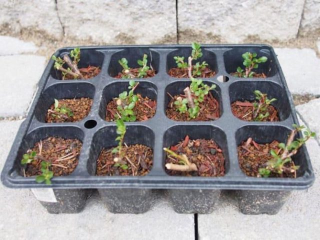 Propagation of Potentilla (Kuril tea): cuttings, layering, seeds