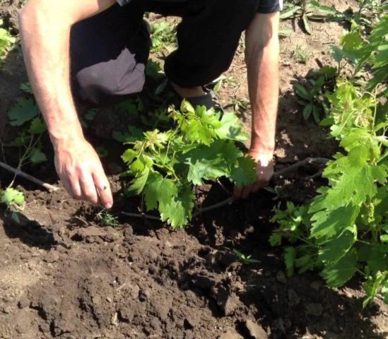 Propagation of Potentilla (Kuril tea): cuttings, layering, seeds