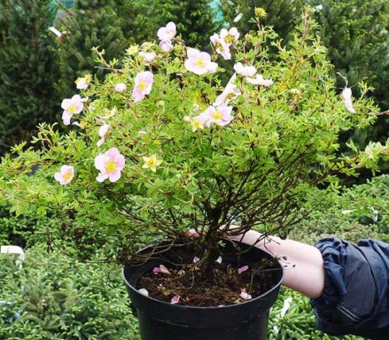 Propagation of Potentilla (Kuril tea): cuttings, layering, seeds