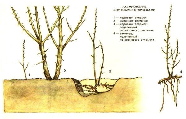 Propagation of Potentilla (Kuril tea): cuttings, layering, seeds