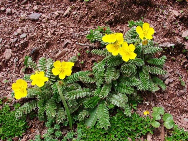 Propagation of Potentilla (Kuril tea): cuttings, layering, seeds