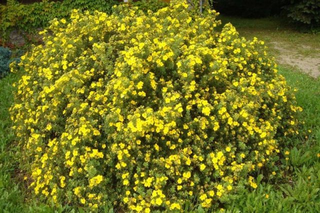 Propagation of Potentilla (Kuril tea): cuttings, layering, seeds