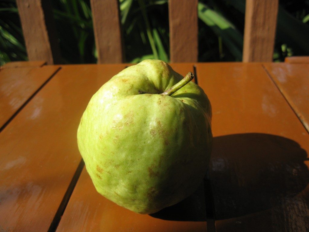 Propagation of quince by seeds, root offspring, cuttings