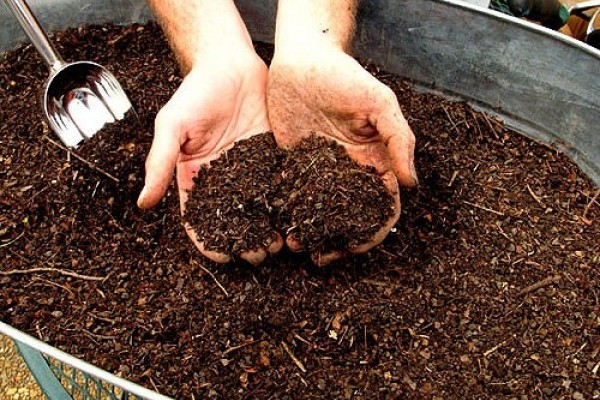 Propagation of quince by seeds, root offspring, cuttings