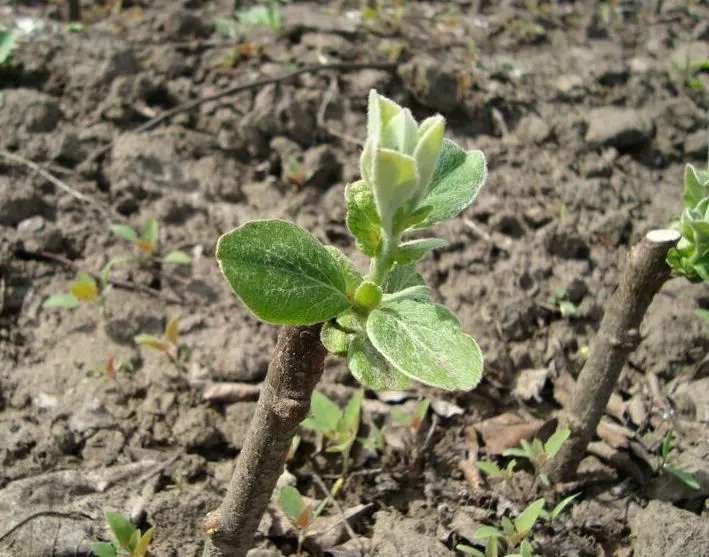 Propagation of quince by seeds, root offspring, cuttings