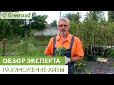 Propagation of quince by seeds, root offspring, cuttings